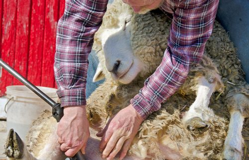 Sports Shear Tasmania